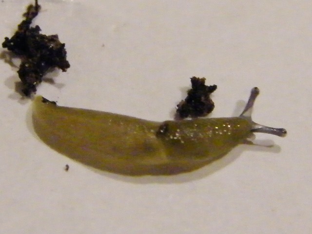Perline (uova di Gastropode)
