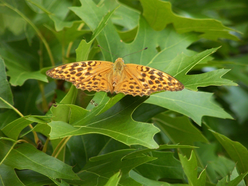 Argynnis (Argynnis) paphia