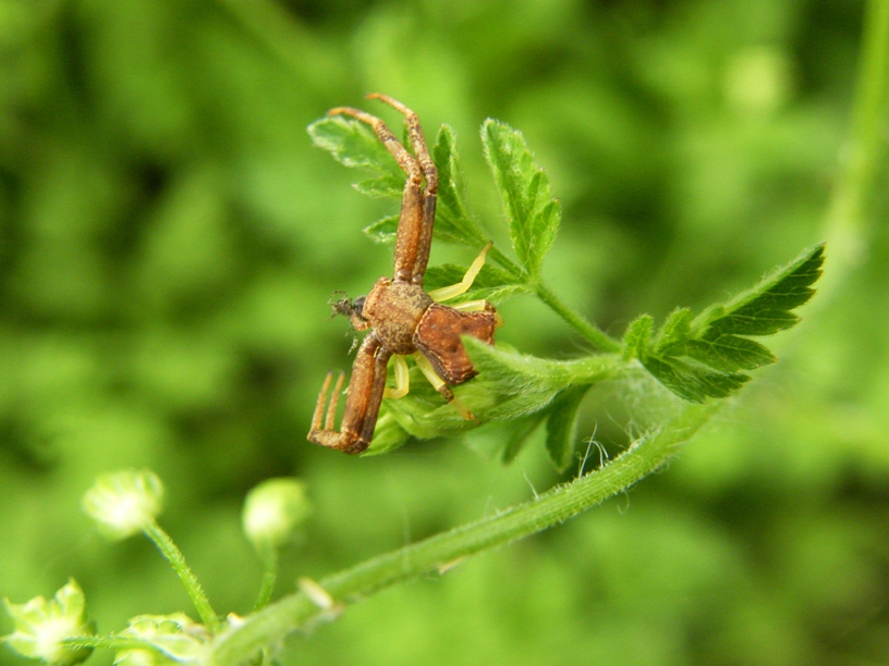 Pisaura sp/Xysticus sp/P. truncatus/N. adianta/A. diadematus