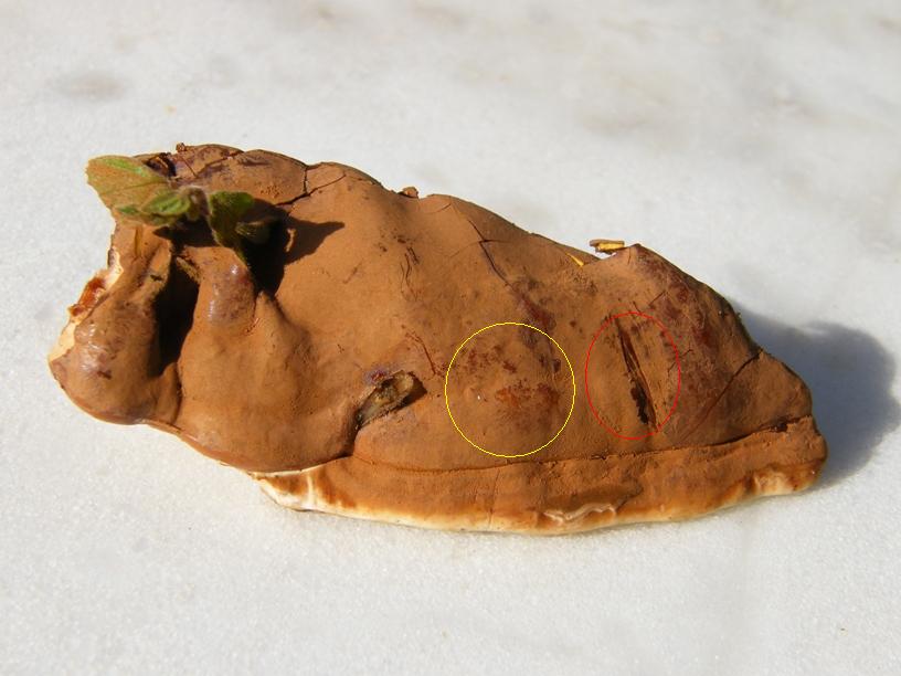 Fungo e quercia (Ganoderma resinaceum)