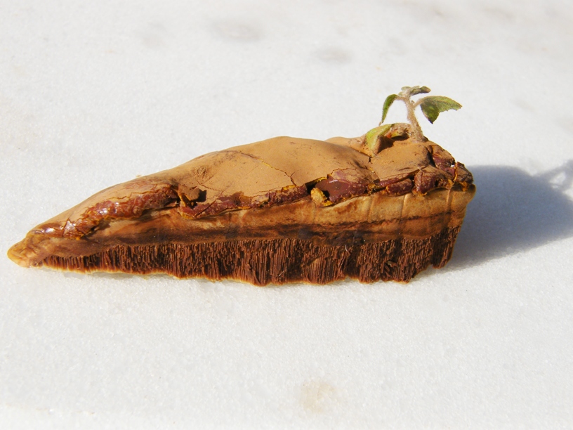 Fungo e quercia (Ganoderma resinaceum)