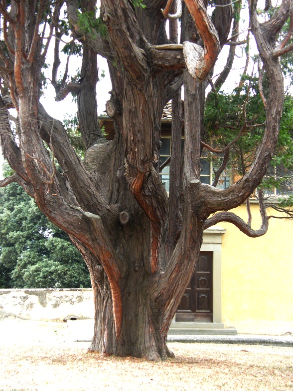 Calocedrus decurrens