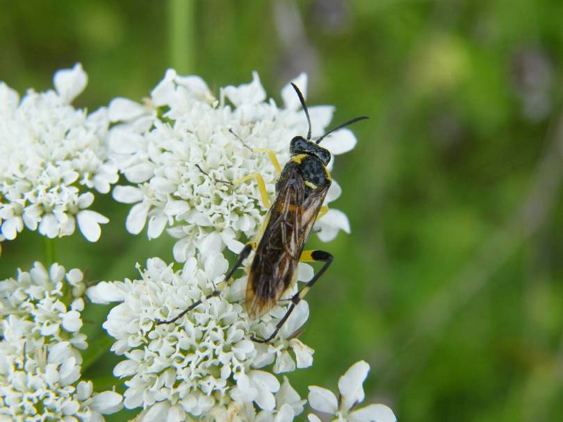 Macrophya montana M. (Tenthredinidae)