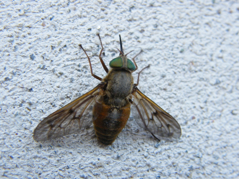Tabanidae?  S, Pangonius sp.