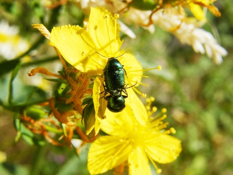 Identificazione: Cryptocephalus samniticus