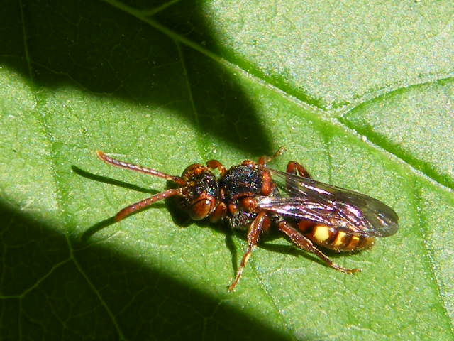 Nomada sp. (Apidae)