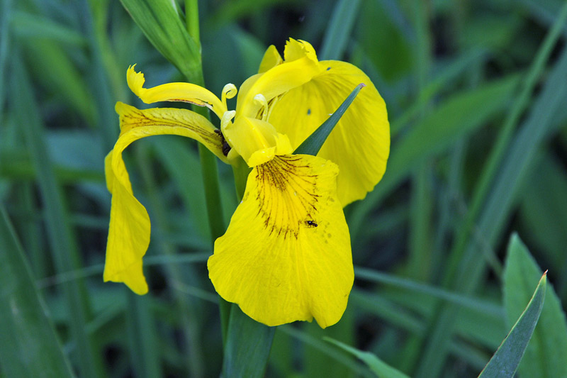 Limniris  (=Iris ) pseudacorus / Giaggiolo acquatico