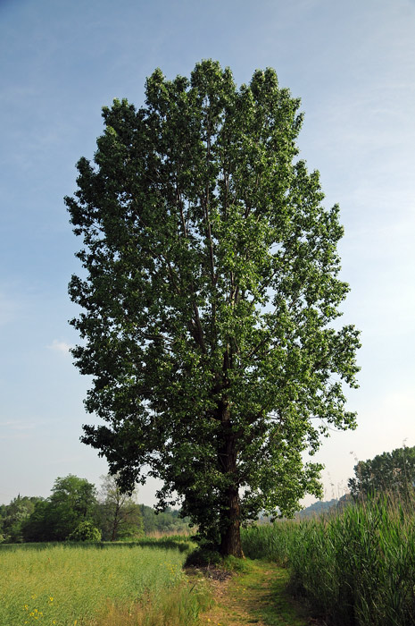 Populus nigra / Pioppo nero