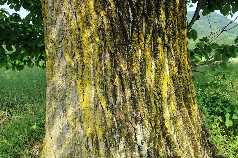 Populus nigra / Pioppo nero