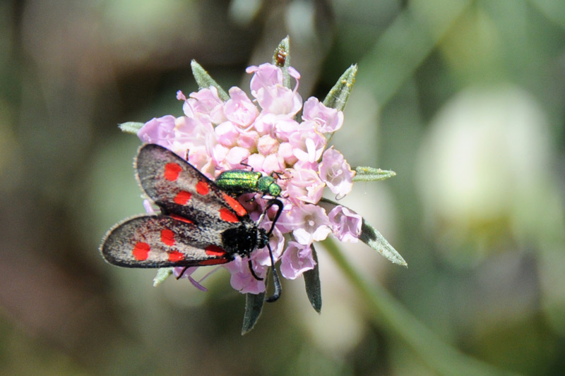 da determinare - Zygaena (Mesembrynus) corsica