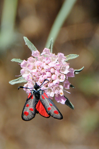 da determinare - Zygaena (Mesembrynus) corsica