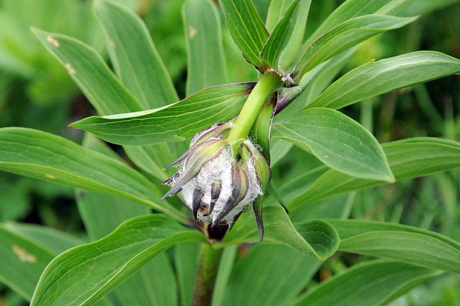 Lilium martagon in boccio