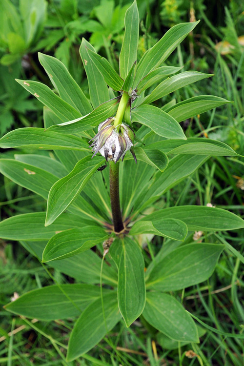 Lilium martagon in boccio