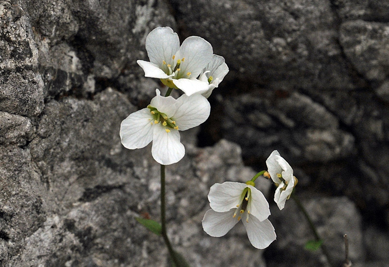 Arabis sp.