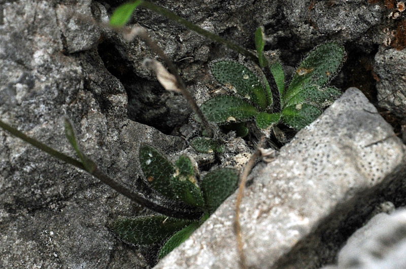 Arabis sp.