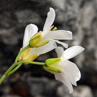 Arabis sp.