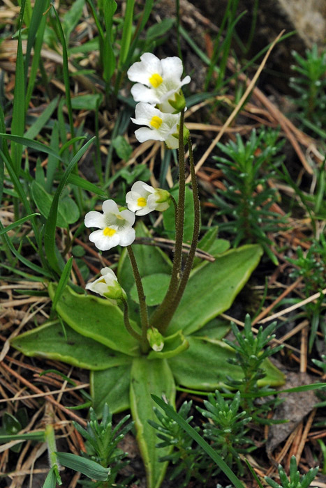 Pinguicula alpina / Pinguicola alpina