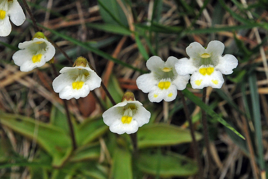 Pinguicula alpina / Pinguicola alpina