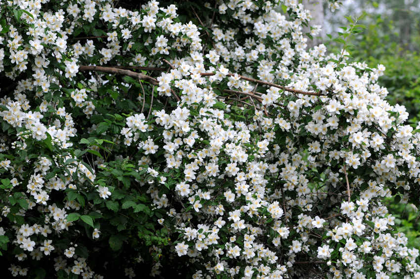 Philadelphus coronarius