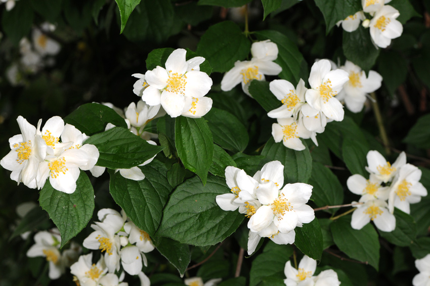 Philadelphus coronarius