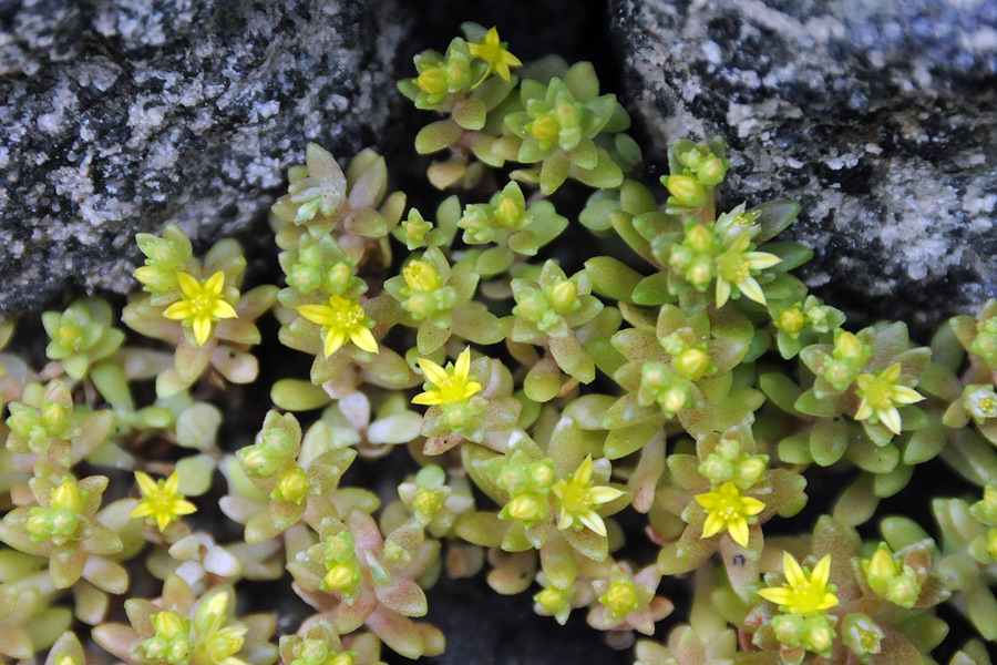 Sedum litoreum / Borracina litorale