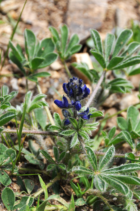Lupinus gussoneanus (= Lupinus micranthus) / Lupino irsuto