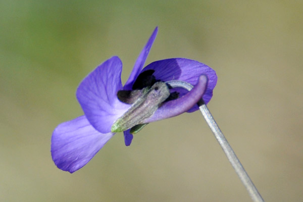 Viola corsica subsp. limbarae / Viola del Limbara