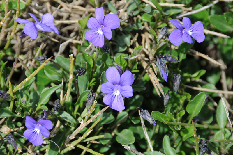 Viola corsica subsp. limbarae / Viola del Limbara