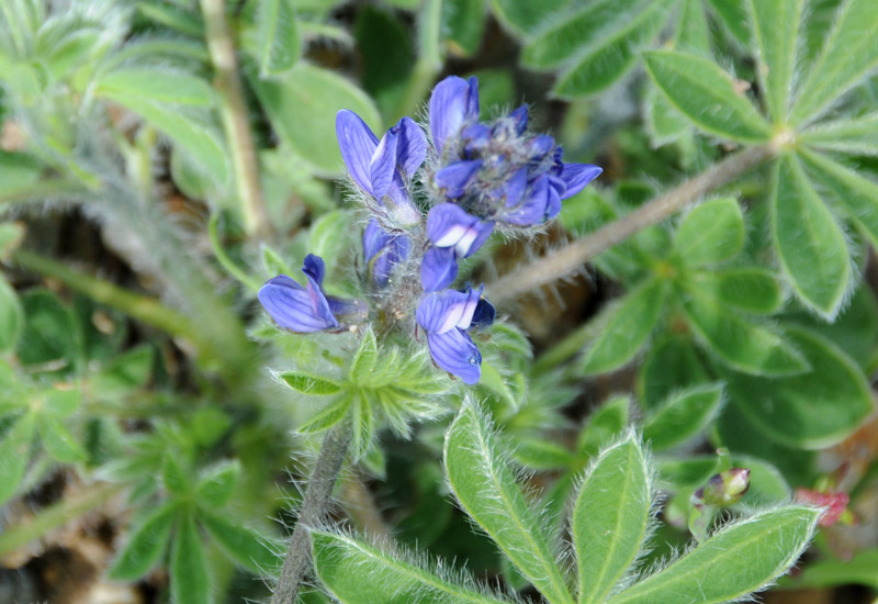 Lupinus gussoneanus (= Lupinus micranthus) / Lupino irsuto