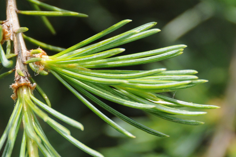 Cedrus deodara / Cedro dell'' Himalaya