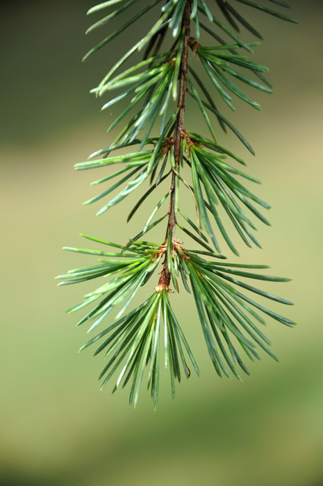 Cedrus deodara / Cedro dell'' Himalaya