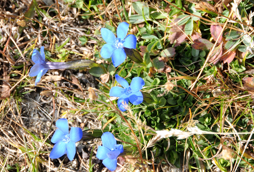 Gentiana brachiphylla