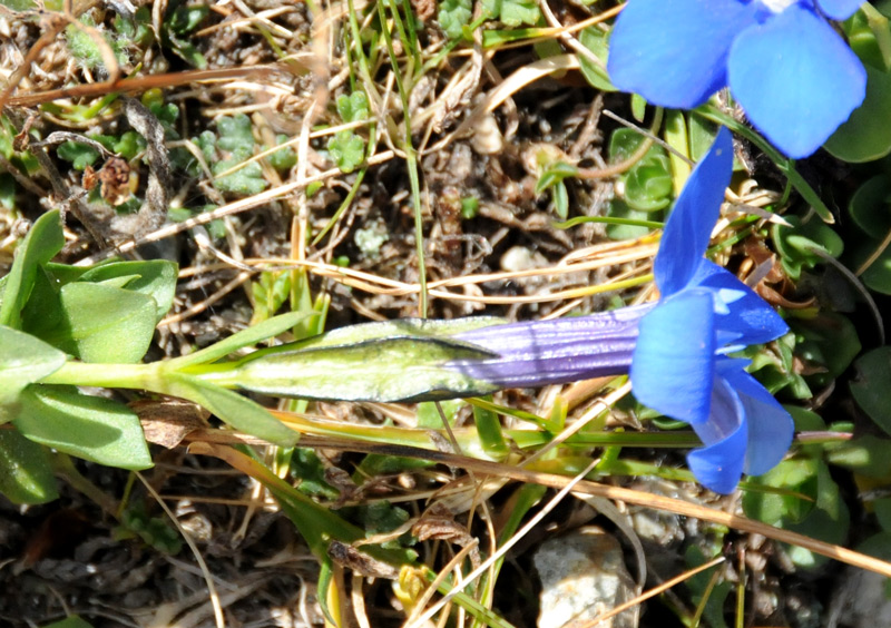 Gentiana brachiphylla