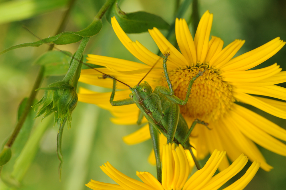Tettigonia sp. (ninfa)