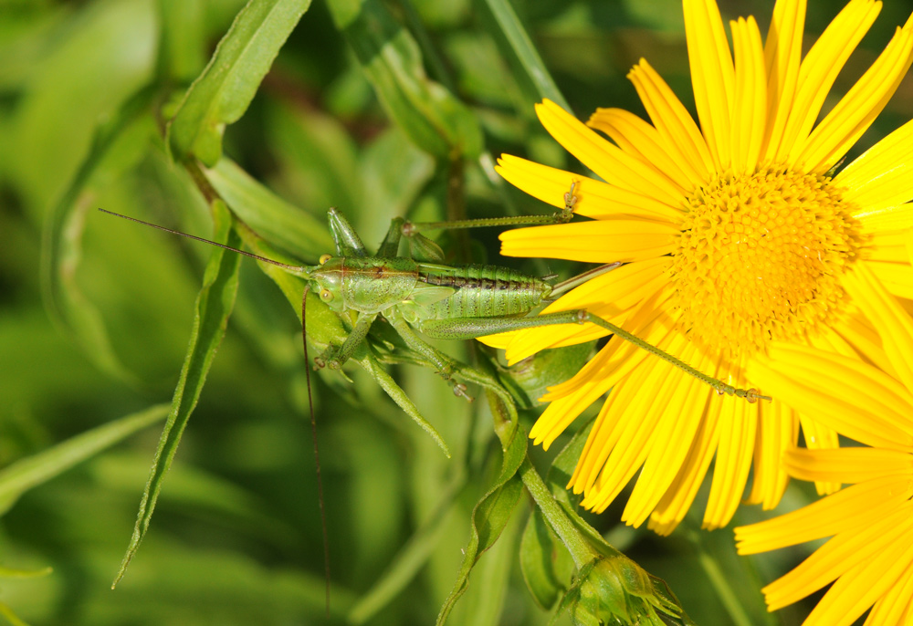 Tettigonia sp. (ninfa)