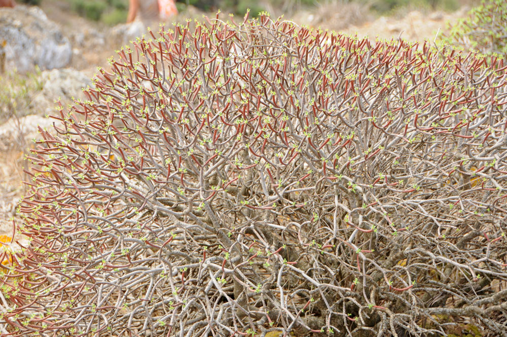 Euphorbia dendroides