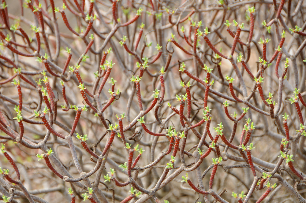 Euphorbia dendroides