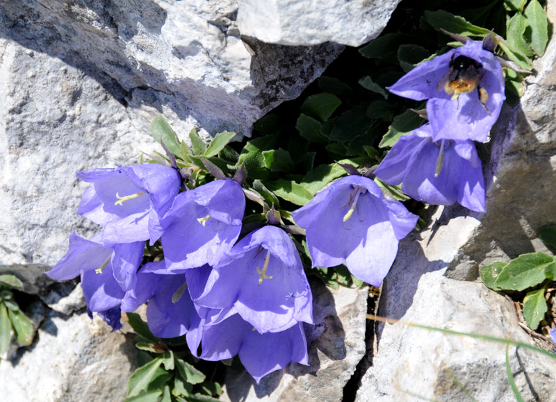 Campanula raineri / Campanula dell''Arciduca