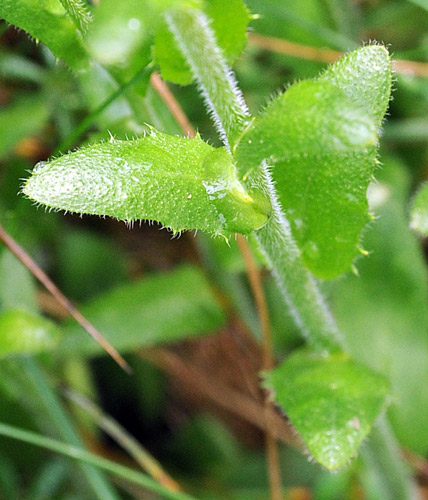 Arabis sp.
