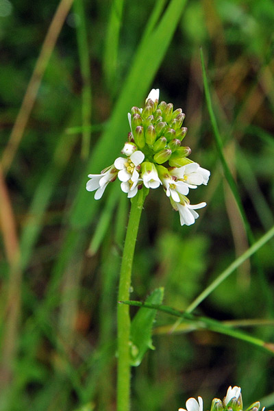 Arabis sp.