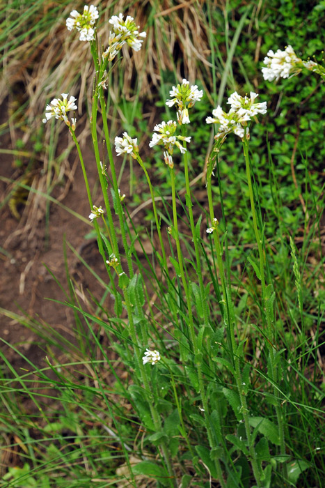 Arabis sp.