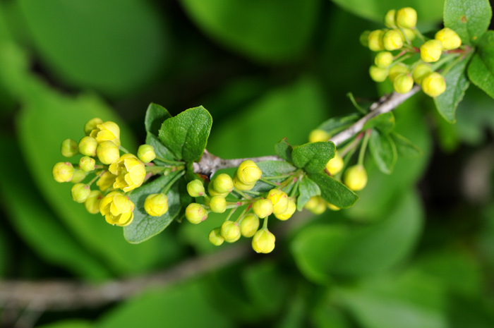 Berberis vulgaris / Crespino comune