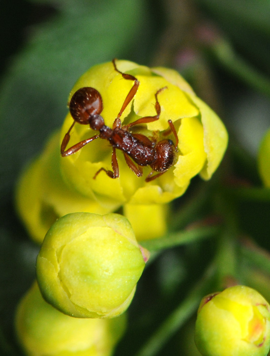 Berberis vulgaris / Crespino comune