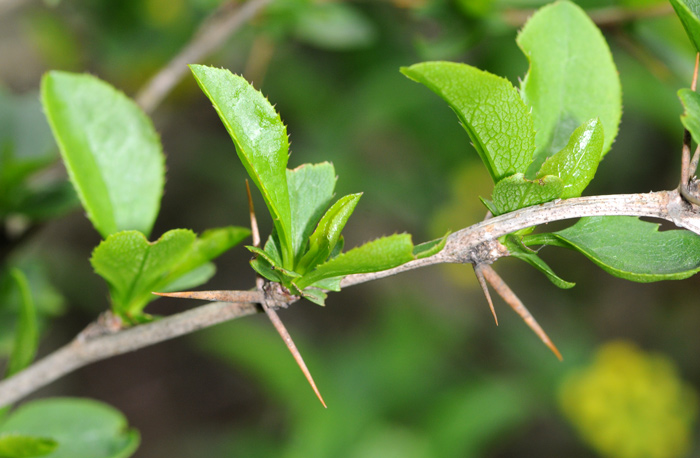 Berberis vulgaris / Crespino comune