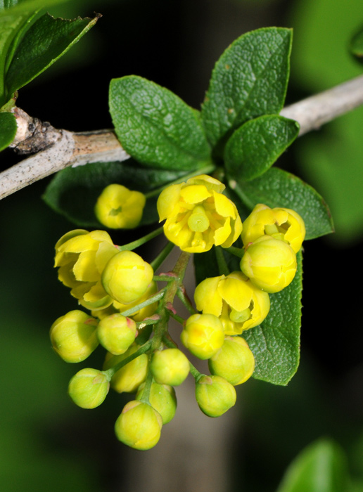 Berberis vulgaris / Crespino comune