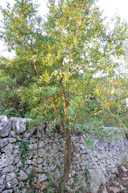 Quercus trojana