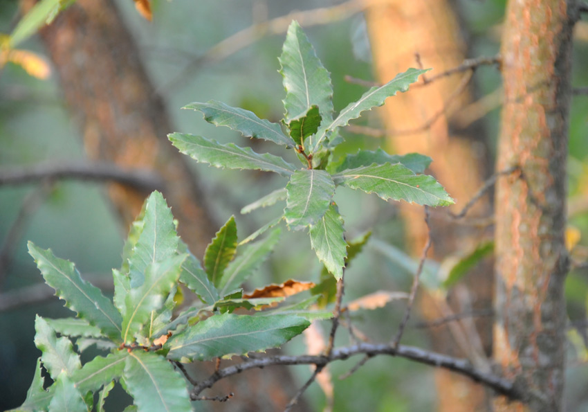 Quercus trojana