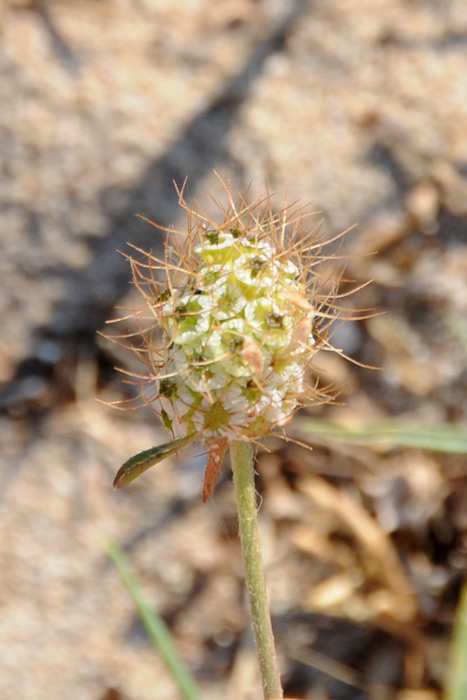 Scabiosa sp.