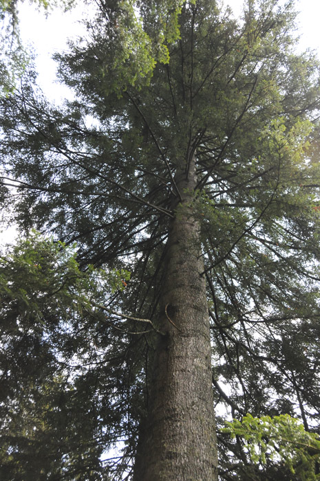 Il  