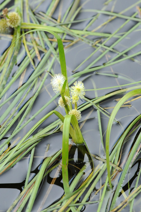 Sparganium angustifolium